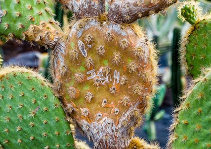 Suculentas - Veja como cultivar e cuidar essa linda planta