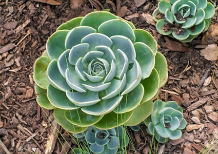 Suculentas - Veja como cultivar e cuidar essa linda planta