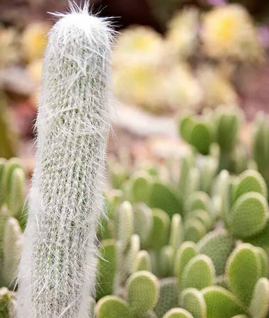 Como cuidar de um jardim de cactos-01