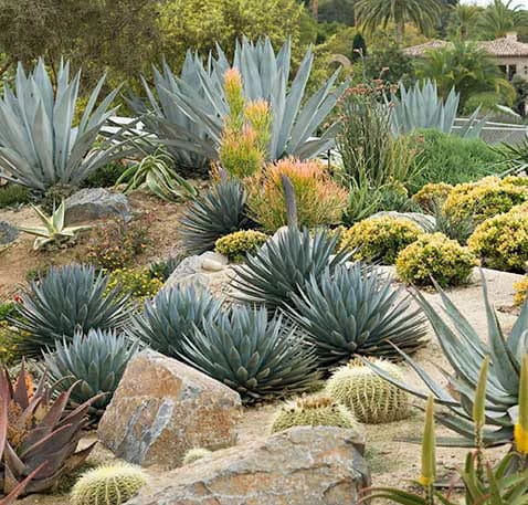 Como cuidar de um jardim de cactos-02