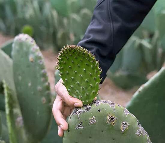 Como cuidar de um jardim de cactos-03