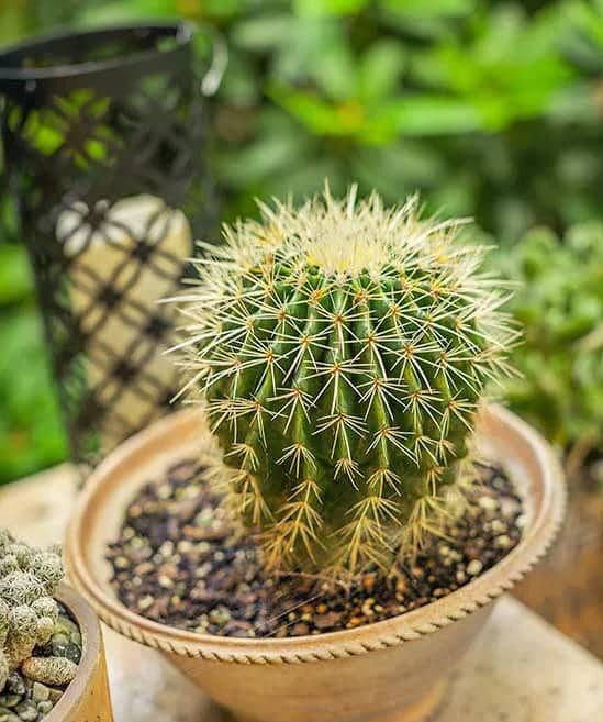 Como cuidar de um jardim de cactos-04