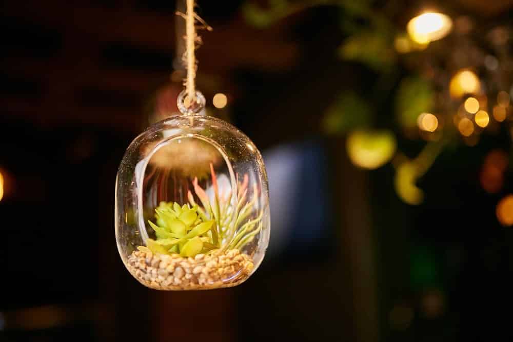 Como Fazer uma Bola de Suculentas para Decorar Seu Jardim Lindo