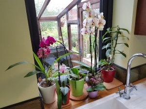 Como cuidar e cultivar mini orquídeas em casa-00