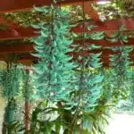 Como Cultivar Planta de Jade