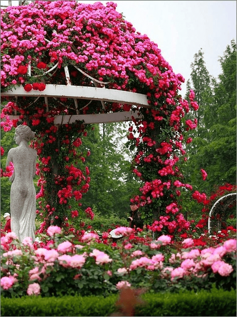 Como deixar o jardim florido com lágrima de cristo-01