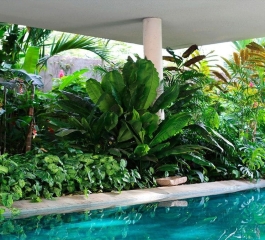 Como fazer um jardim tropical em casa? Dicas ideias e tutoriais