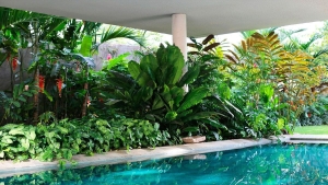 Como fazer um jardim tropical em casa-00