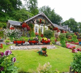 Flores para Jardim: Dicas que vão alegrar sua paisagem