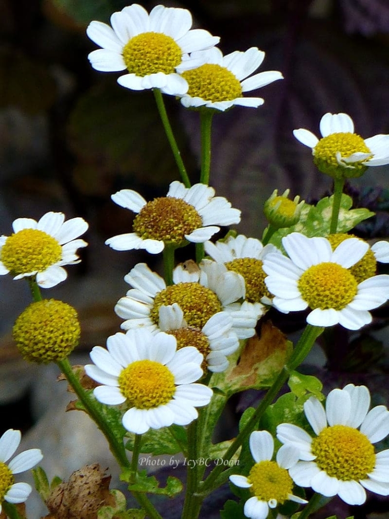 Flores para jardim-011