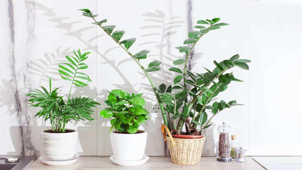 Qual o vaso ideal para zamioculcas-000