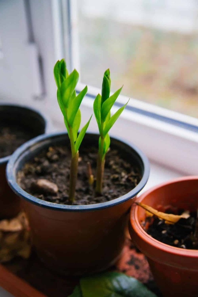 Qual o vaso ideal para zamioculcas-03