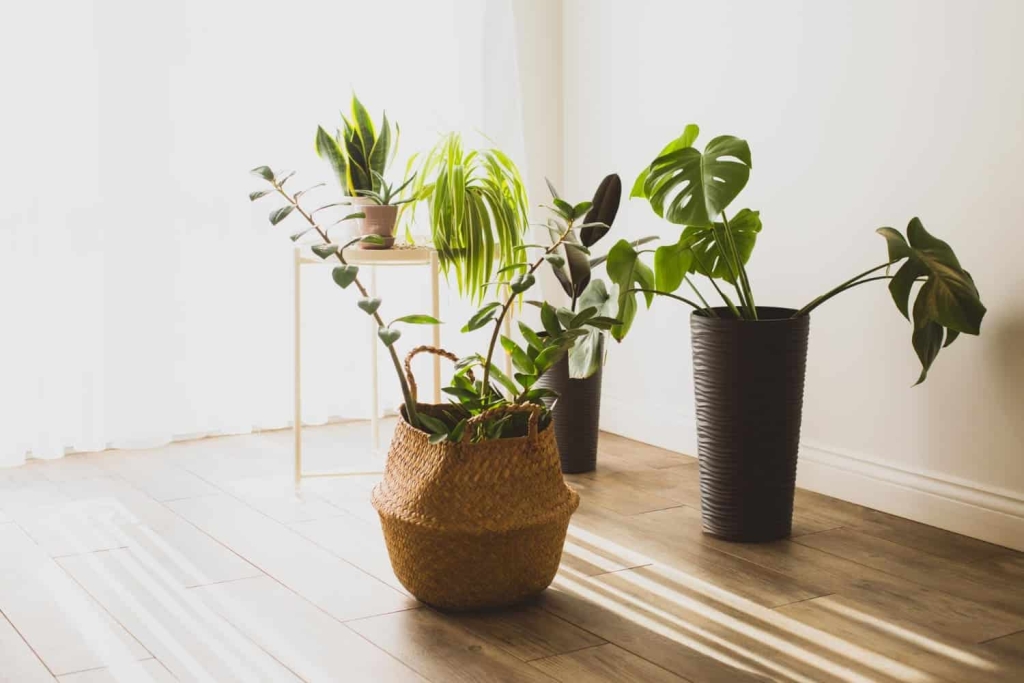 Qual o vaso ideal para zamioculcas-06