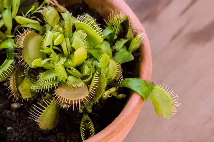 Plantas de Interior Seguras para Gatos e Cachorros-08