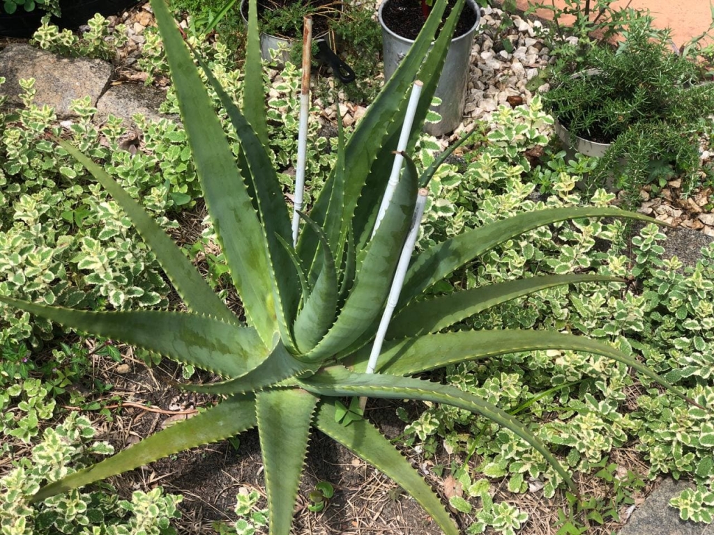 Plantas para jardim-Babosa