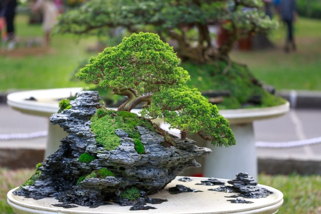 Plantas para jardim-Bonsai