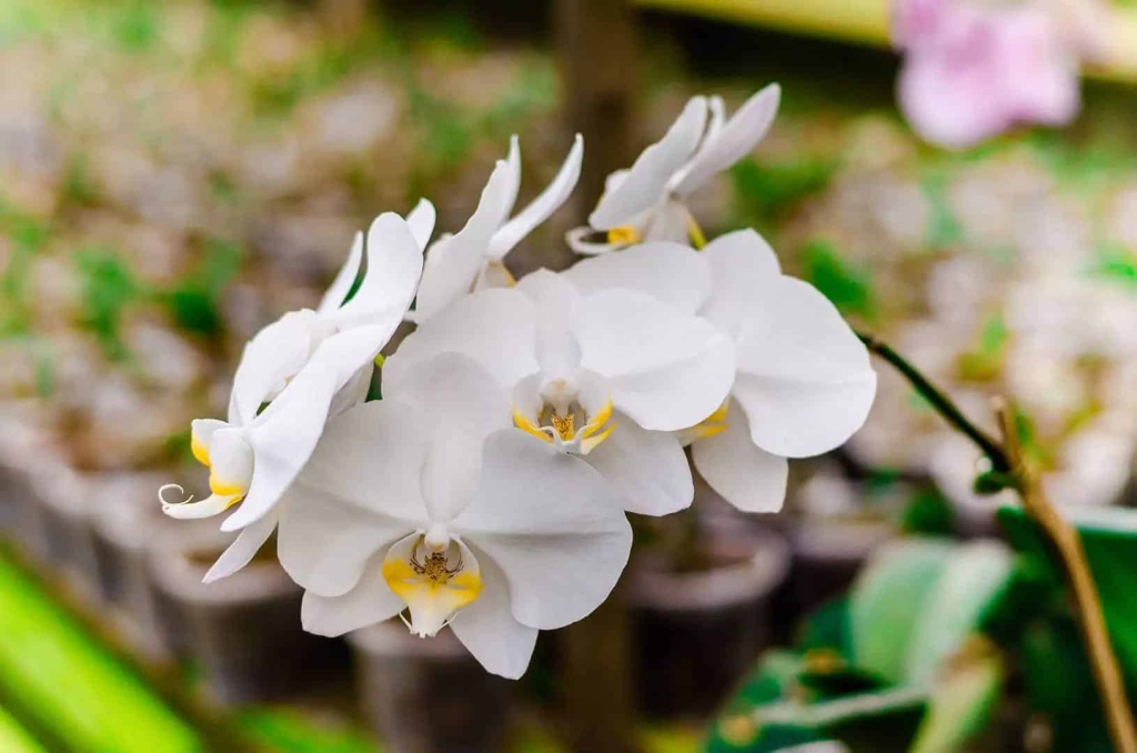 Plantas para jardim-Orquídeas