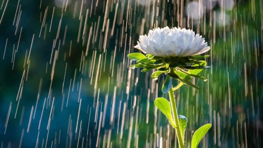 Plantas para jardim-Quais são as plantas que gostam de chuva