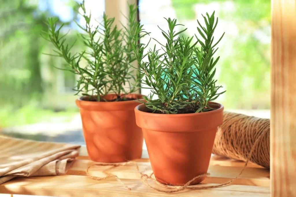 Plantas para jardim - Vaso de alecrim para decorar sua casa e jardim