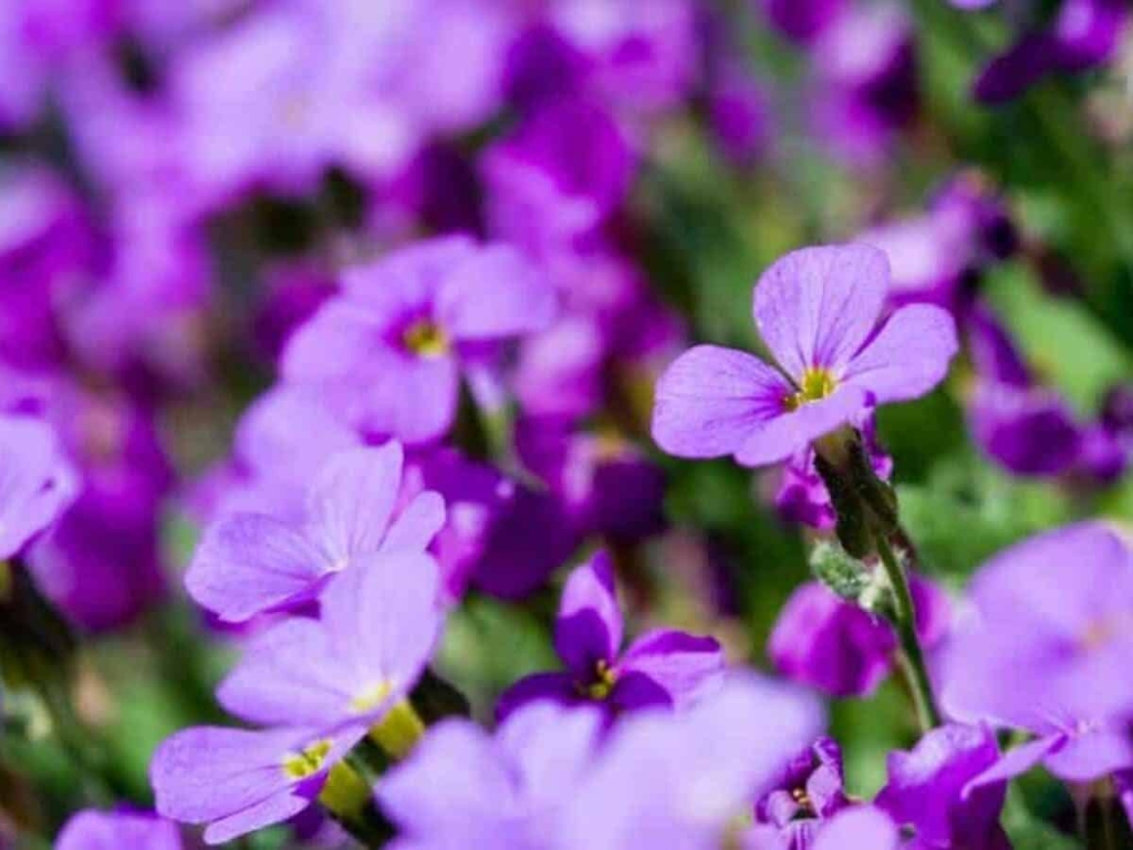 Plantas para jardim-Violeta