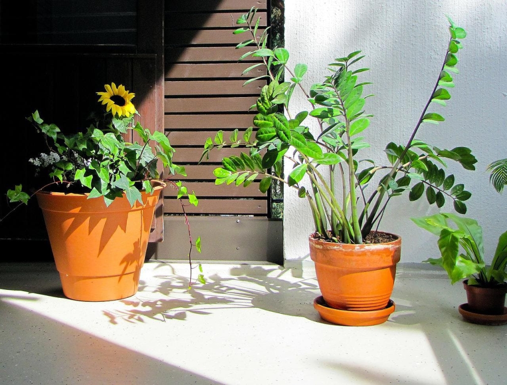 Plantas para jardim-Zamioculca