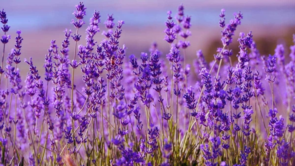 Plantas para jardim-lavanda