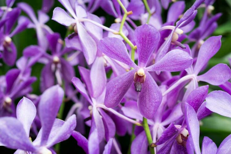 Como cuidar de orquídeas-01