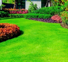 Grama para Jardim: Como Criar e Manter um Gramado Saudável e Bonito