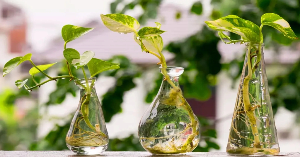 Nunca Imaginei que as Plantas Aquáticas Pudessem Ser Tão Benéficas - Como Usar Plantas Aquáticas na Decoração