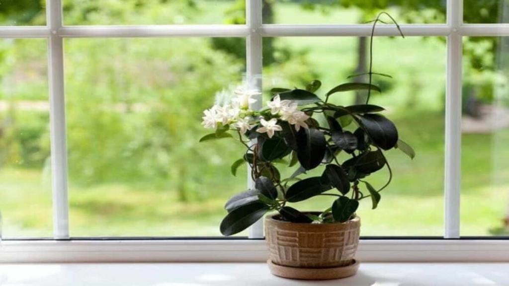 melhores plantas para quartos-0