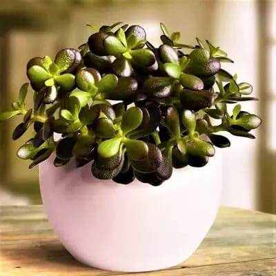 Decoração com Planta Jade Ideias Incríveis Cuidados e Estilo-010