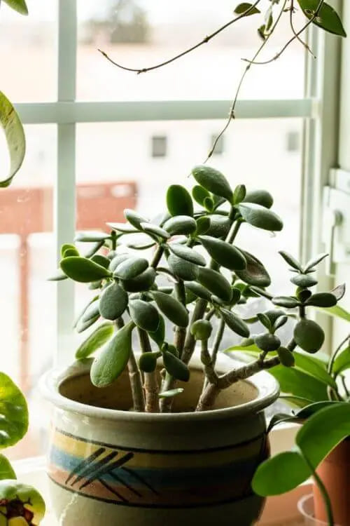 Decoração com Planta Jade Ideias Incríveis Cuidados e Estilo-011