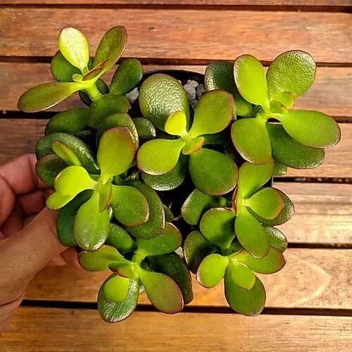 Decoração com Planta Jade Ideias Incríveis Cuidados e Estilo-012