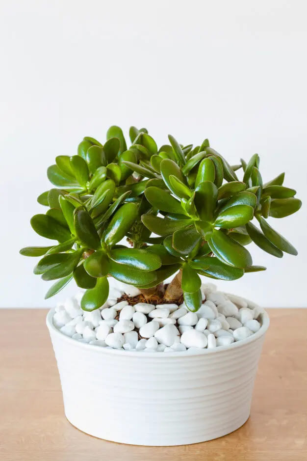 Decoração com Planta Jade Ideias Incríveis Cuidados e Estilo-013