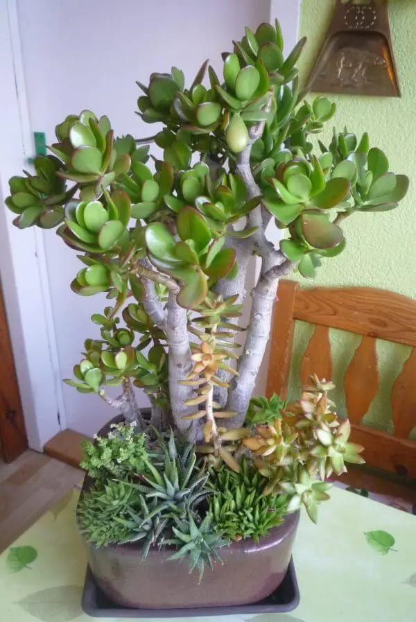 Decoração com Planta Jade Ideias Incríveis Cuidados e Estilo-014