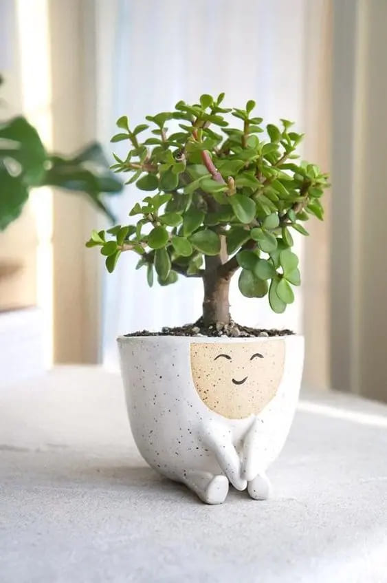 Decoração com Planta Jade Ideias Incríveis Cuidados e Estilo-015