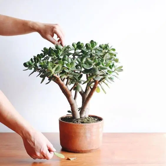 Decoração com Planta Jade Ideias Incríveis Cuidados e Estilo-016