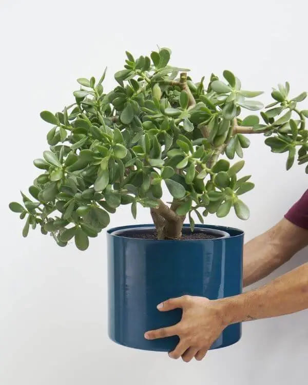 Decoração com Planta Jade Ideias Incríveis Cuidados e Estilo-018