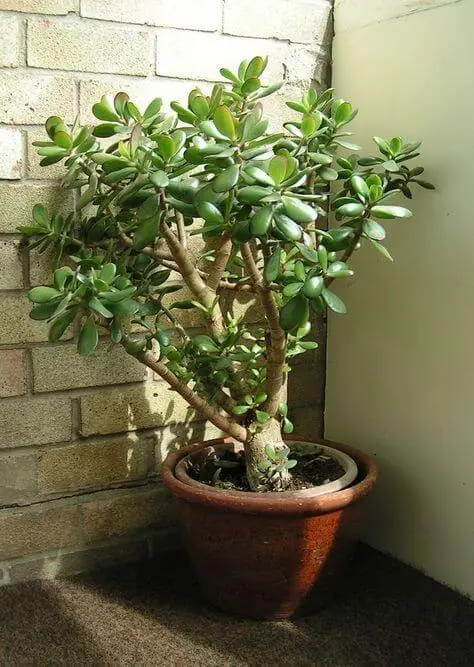 Decoração com Planta Jade Ideias Incríveis Cuidados e Estilo-019