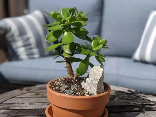 Decoração com Planta Jade Ideias Incríveis Cuidados e Estilo-02