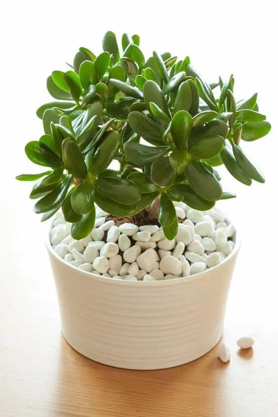 Decoração com Planta Jade Ideias Incríveis Cuidados e Estilo-020