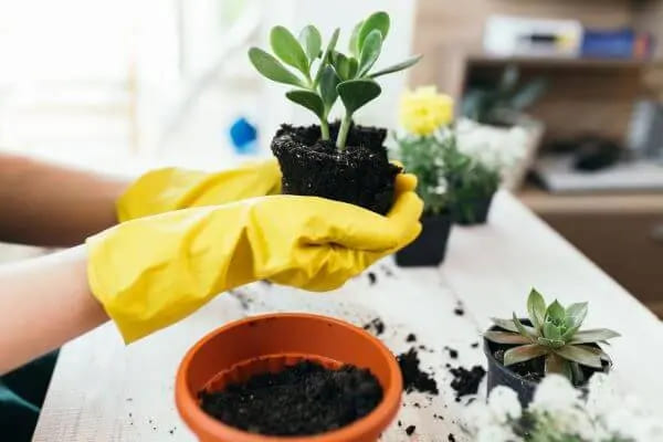 Decoração com Planta Jade Ideias Incríveis Cuidados e Estilo-04