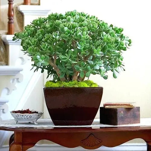 Decoração com Planta Jade Ideias Incríveis Cuidados e Estilo-07