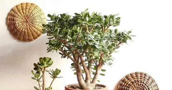 Decoração com Planta Jade Ideias Incríveis Cuidados e Estilo-08