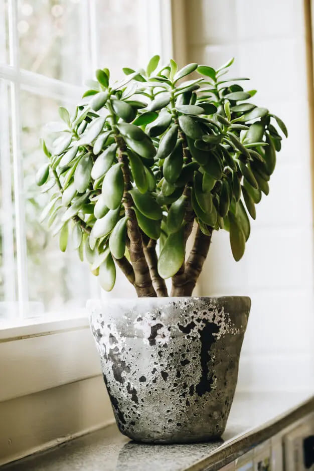 Decoração com Planta Jade Ideias Incríveis Cuidados e Estilo-09