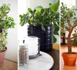 20 Ideias Usando a Planta Jade para Transformar Ambientes