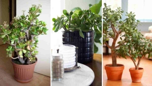 Decoração com Planta Jade Ideias Incríveis Cuidados e Estilo-Capa