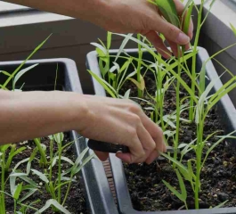 Mini Horta em Casa: Passos Simples para uma Colheita Abundante!