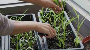 Mini Horta em Casa Passos Simples para uma Colheita Abundante-04 (2)