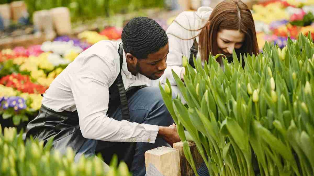 Como Cuidar de Tulipas